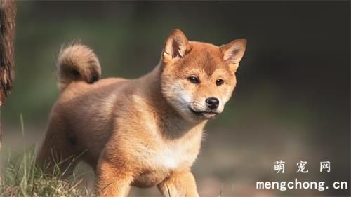 幼犬狗粮怎么泡? 