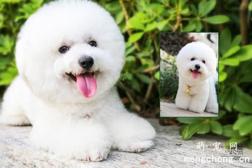 幼犬第一次驱虫用什么药?