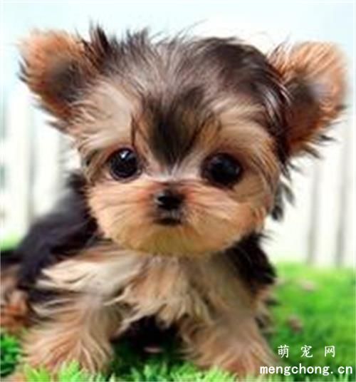 幼犬驱虫知识大科普 铲屎官必看