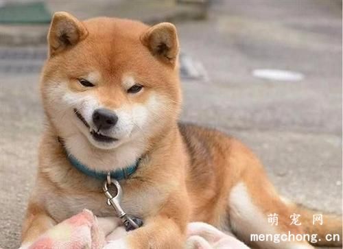 幼犬驱虫需要注意什么