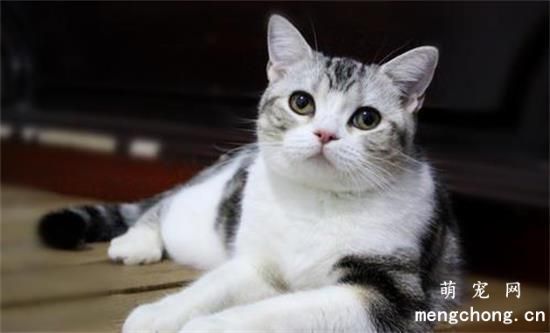 幼猫误食猫砂会有什么症状？
