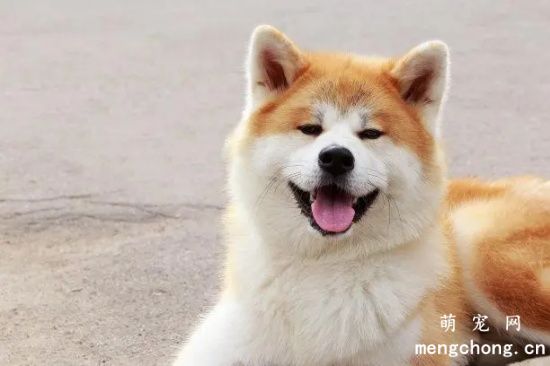 应该如何驱除秋田犬身上的跳蚤?